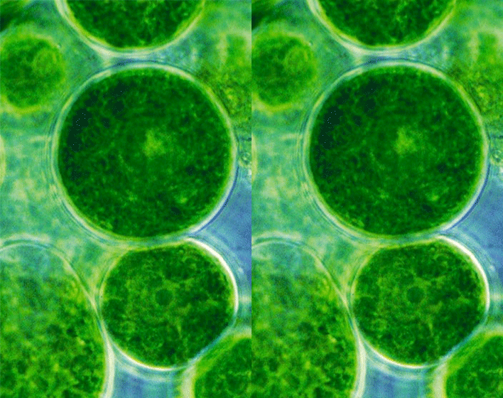 Desarrollo de estrategias de control avanzadas para la producción de microalgas (ECOALGA)