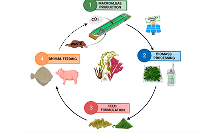 Producción Sostenible Interior De Macroalgas Para Aplicaciones (SUMAPRO)