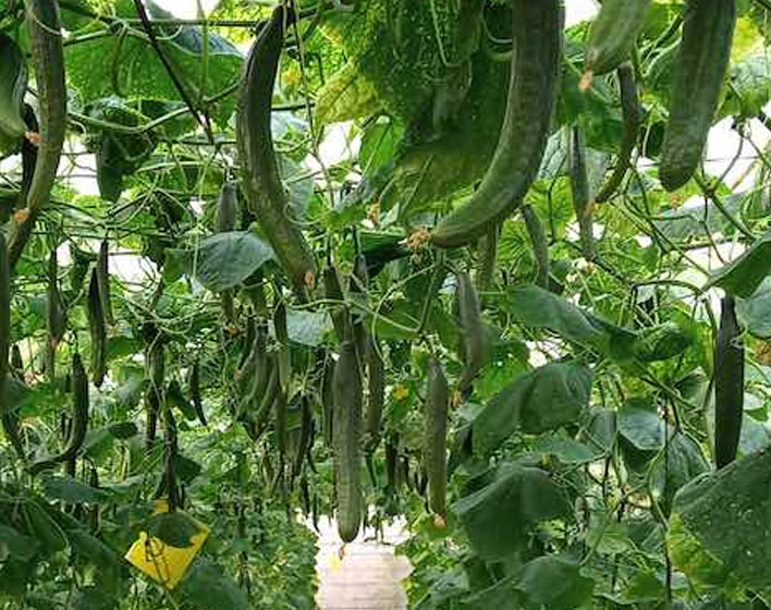 Agricultural Collaborative Robot Inside IoT (AGRICOBIOT)
