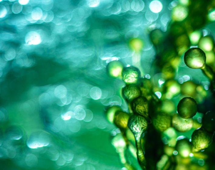 Microalgas para la Producción Sostenible de Bioproductos y Agua Regenerada (AL4BIO).