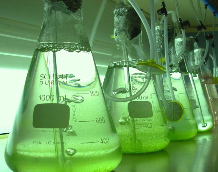 Biorrefinería Sostenible de Microalgas para la Producción de Extractos Fotoprotectores para la Industria Cosmética y Formulados Sustitutivos de Harinas de Pescado en Piensos de Acuicultura – Bluecare
