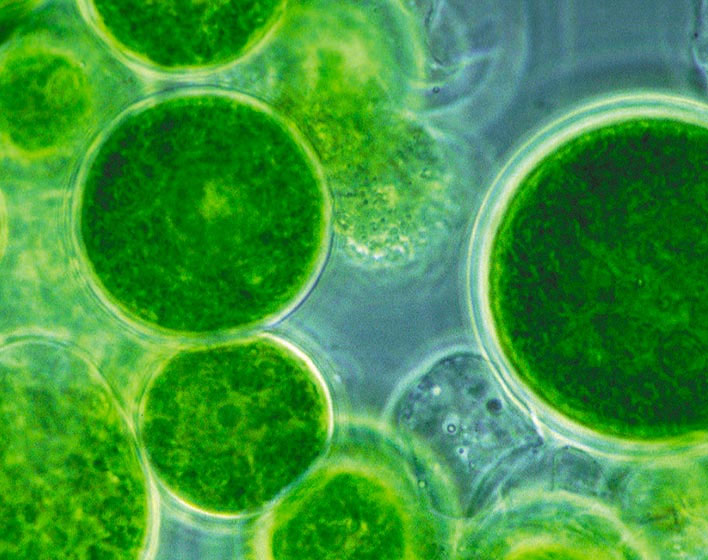 Modelado y Control del Proceso Combinado de Producción de Microalgas y Tratamiento de Aguas Residuales con Reactores Industriales, CALRESI