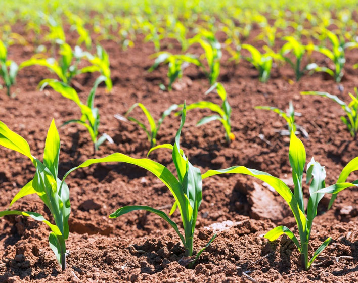 Sistema de Cultivo Intensivo Sostenible, Autonómo, Conectado y Abierto (AgroConnect).