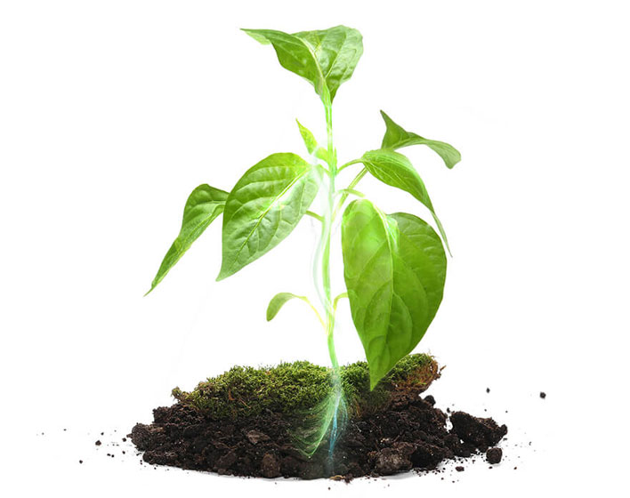Valorización de Lixiviados de Residuos Vegetales para la Producción de Bioestimulantes y Biopesticidas de Interés Agrícola Mediante Microalgas (VALIMA)